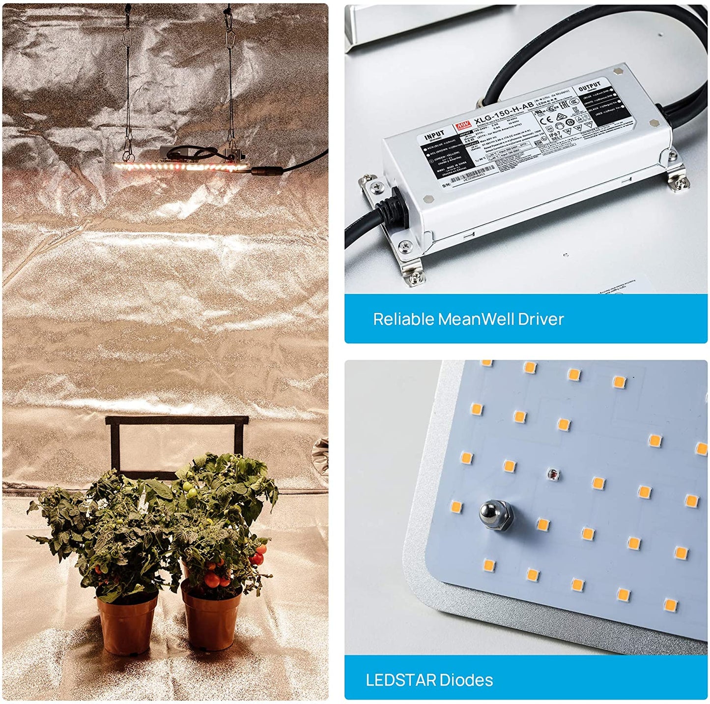 Application of mogobe 100w grow light