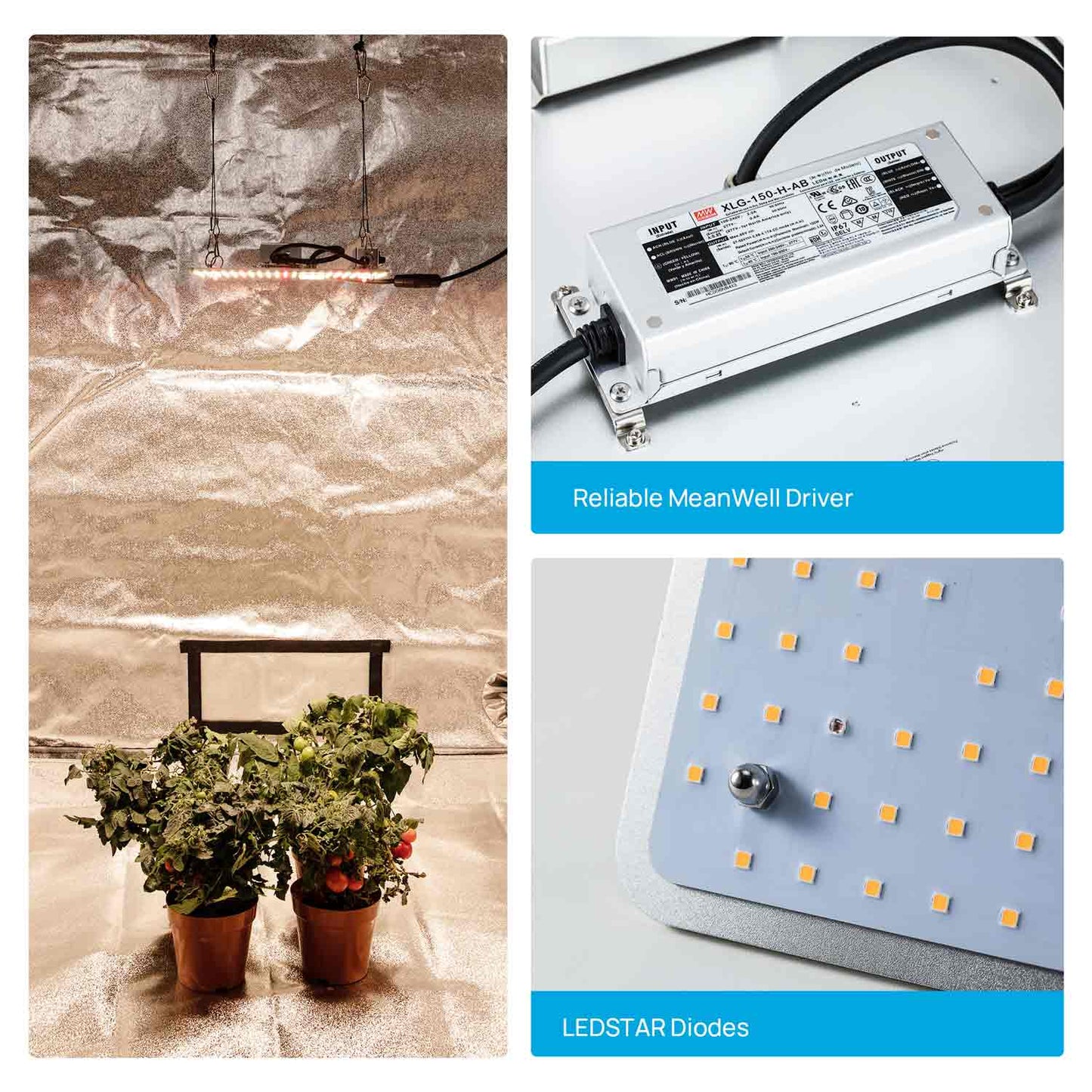 8.Application of mogobe grow light